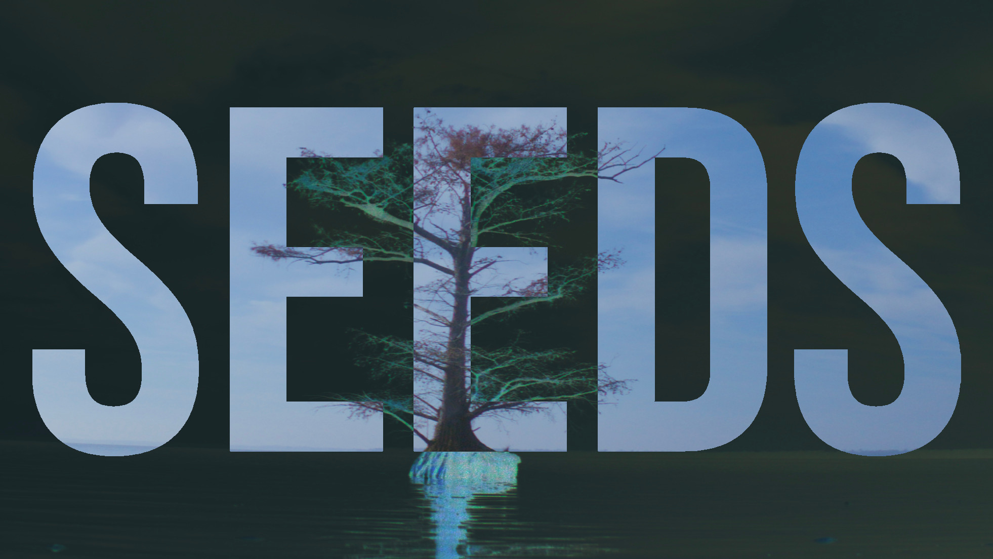 A single tree is surrounded by water with large text in the background reading ‘Seeds.’